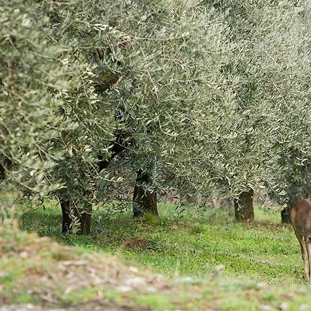 La Casa Di Chianni La Pieve 2